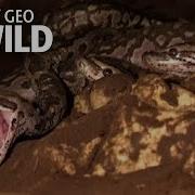 Python Babies Nurtured By Snake Mom In First Ever Footage Nat Geo Wild