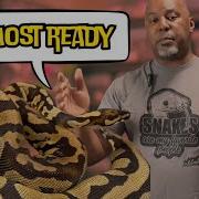 How To Tell When Your Female Ball Python Is About To Lay Eggs