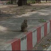 Alagar Kovil Monkey Counting Data Collection For Yolo Object Detection Train If You Can Do Project