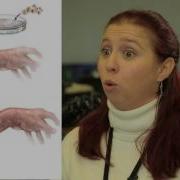 Bio Engineered Scaffolding For Skin