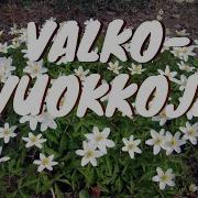 Valkovuokkoja Äitienpäivä