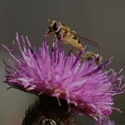Ecology Of Hoverflies