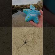Rock Pool Learning Sea Animal Names For Kids Starfish Jellyfish Lobster Cuttlefish Eagle Ray