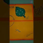 Shorts Science Project Life Cycle Of Silk Moth Ideas