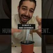 How To Grow Strawberries Creative Explained