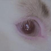 Joji Die For You