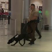 Explosive Detecting K 9 Officers Go Through Testing At Miami International Airport