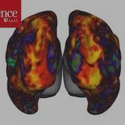 Researchers Demonstrate Mind Reading Brain Decoding Tech