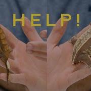 What Morph Is My Crested Gecko