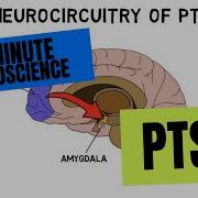 2 Minute Neuroscience PTSD