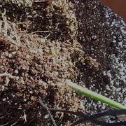 Up Potting Amorphophallus Titanum Seedlings To Their Own Pots