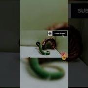 Deadly Venomous Snake Viper Vs Centipede घ तक व ष ल स प च ल सपद Shorts Viral Ytshorts