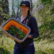 Foraging Fiddleheads And Wild Plants From The Forest To Our Kitchen