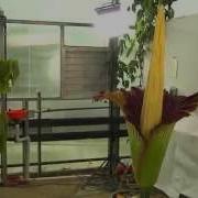 Corpse Flower Blooms At MSU