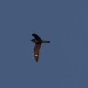 COMMON NIGHTHAWKS