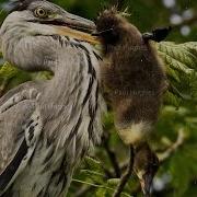 Heron Eating Behavior Is Studied On How It Eats A Massive Aquatic Bird With Its Beak