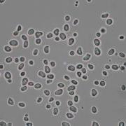 Pollen Grains In Water Brownian Motion