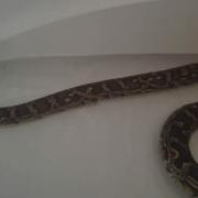 Burmese Python Takes A Bath