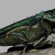 Identification Of Ash Trees And Emerald Ash Borer Infestation