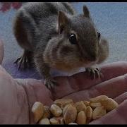 Friendly Birds Chipmunks And Squirrels
