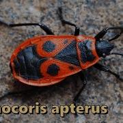 Firebug Pyrrhocoris Apterus Part 2