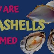 How Do Marine Animals Make Their Shells Seashell