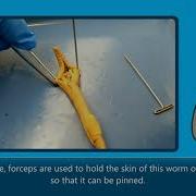 Introduction To Common Dissection Equipments Used In The Labs