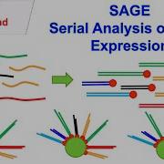 SAGE Serial Analysis Of Gene Expression