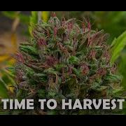 When To Harvest Landrace Cannabis Varieties