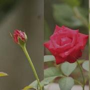 Life Cycle Of ROSE TIME LAPSE