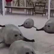 Bouncing Seals 1 Hour