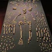 Homo Naledi A New Human Relative Found In South Africa