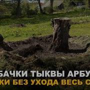 ГРЯДКА ГНЕЗДО НЕ ТРЕБУЕТ УХОДА ВЕСЬ СЕЗОН Необычный способ выращивания кабачков тыквы и арбузов