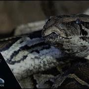 Python Incubating 01 Footage