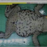 Western Toad I3S Pattern Part I