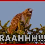 Red Tailed Hawk Calls And Screech Sounds
