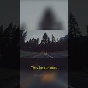 Why Are Millions Spent On Bridges For Animals