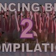 Dancing Birds Compilation Part 2