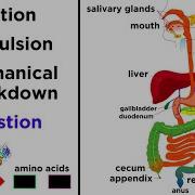 The Digestive System
