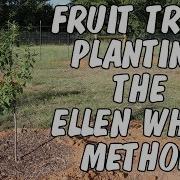 Fruit Tree Planting The Ellen White Method
