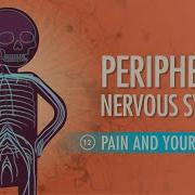Peripheral Nervous System Crash Course Anatomy Physiology 12