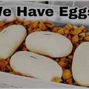 Our First Eggs Of The 2026 Ball Python Breeding Season How To Candle Ball Python Eggs