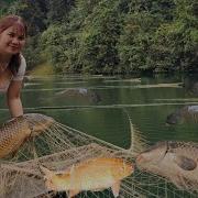 The Girl Spread A Net Overnight On The Water Caught Many Big Fish To Sell New Life On The Lake
