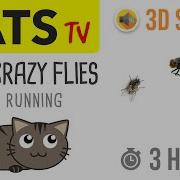 CATS TV REAL Crazy FLIES 3 HOURS Game For Cats To Watch