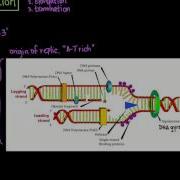 DNA Replication