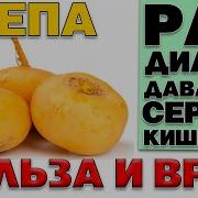 РЕПА ПОЛЬЗА И ВРЕД ЗАБЫТЫЙ КОРНЕПЛОД