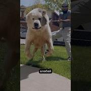 Топ 3 собаки волкодавы животные шортс Animals собака