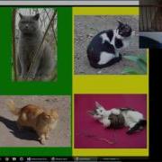 Adaptive Input Demo