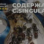 СОДЕРЖАНИЕ Camponotus Singularis