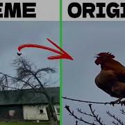 Screaming Chicken On Tree Original Vs Meme Vs Sound